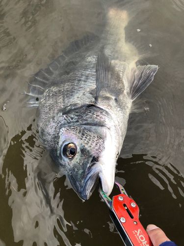 チヌの釣果