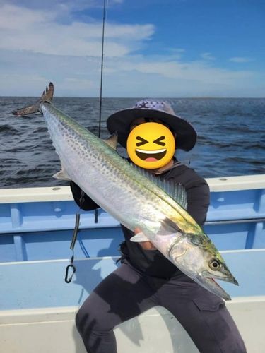 サワラの釣果