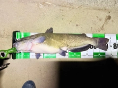 アメリカナマズの釣果