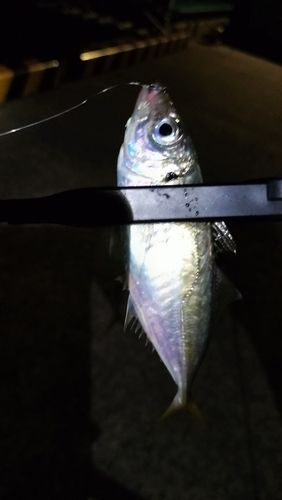 鳩の釜港