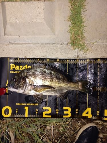 チヌの釣果