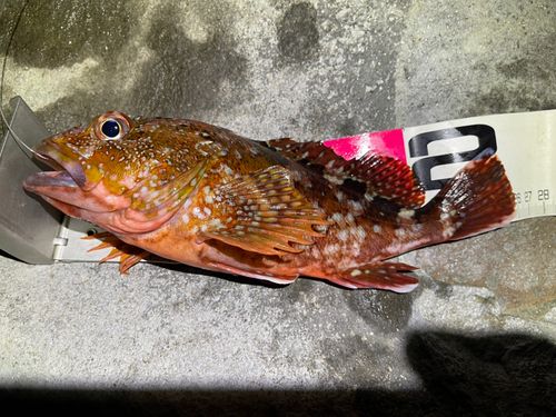 カサゴの釣果