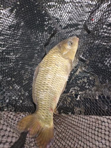 コイの釣果