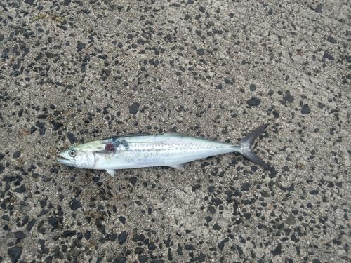サゴシの釣果