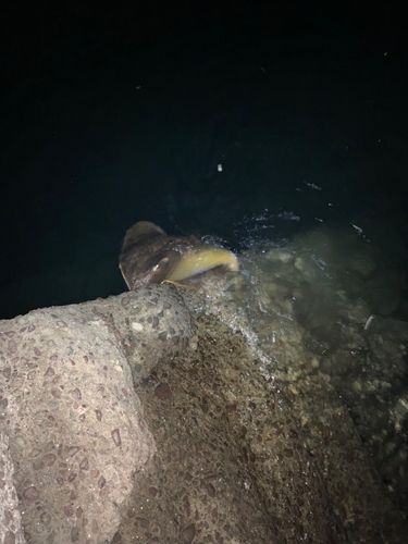 橘湾