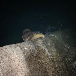 アカエイ