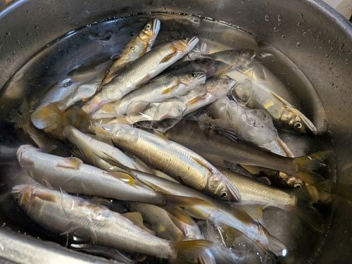 アユの釣果