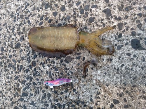 アオリイカの釣果
