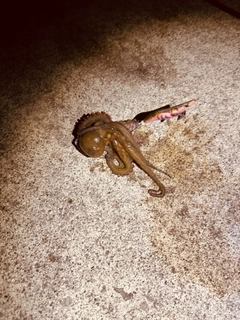 タコの釣果