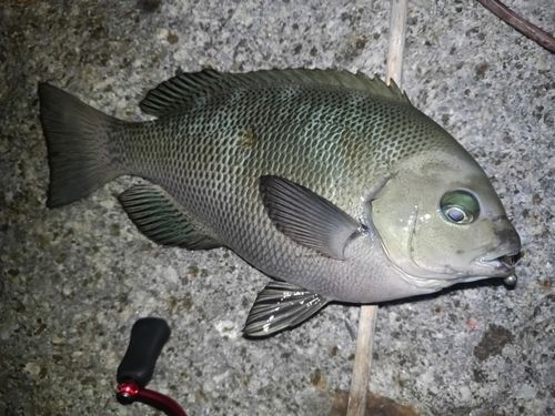 常滑りんくう釣り護岸