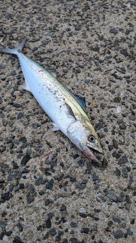 サゴシの釣果