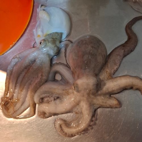 表浜名湖
