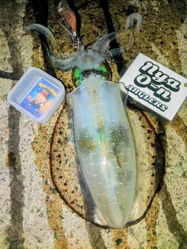 アオリイカの釣果