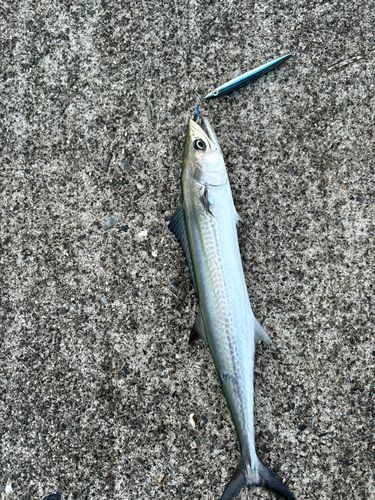 サゴシの釣果