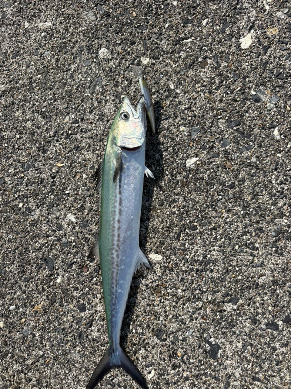 サゴシ