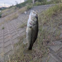 ラージマウスバス