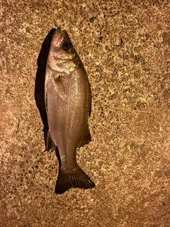 セイゴ（マルスズキ）の釣果