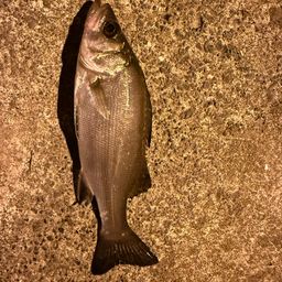 セイゴ（マルスズキ）