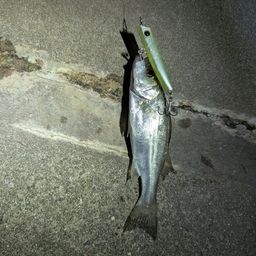 セッパ（マルスズキ）