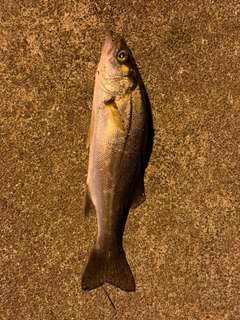 セイゴ（マルスズキ）の釣果