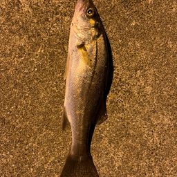 セイゴ（マルスズキ）