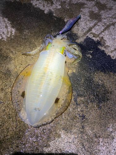アオリイカの釣果