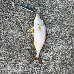 カンパチ