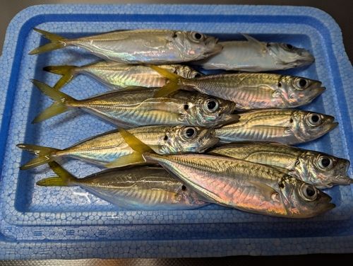 アジの釣果