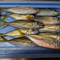 アジ