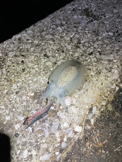 シリヤケイカの釣果