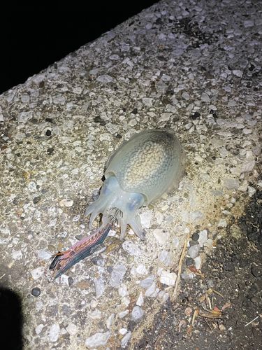 根岸湾