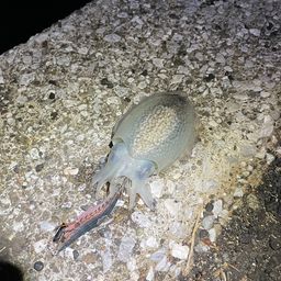 シリヤケイカ