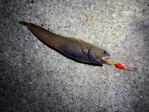 ドンコの釣果