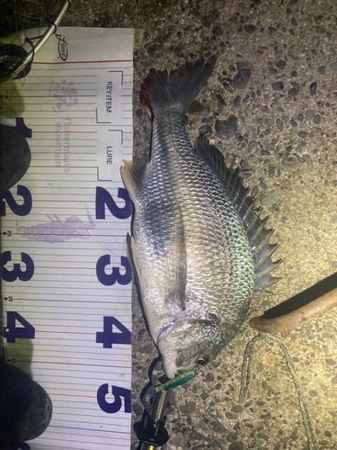 キビレの釣果