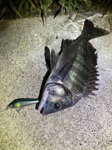 クロダイの釣果