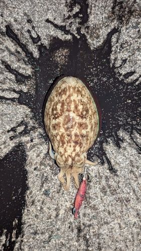 コウイカの釣果