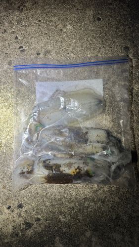 伊勢湾湾奥