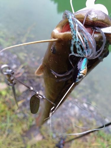 ナマズの釣果