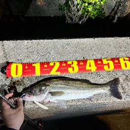 シーバス