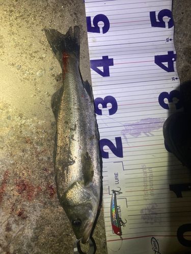 フッコ（マルスズキ）の釣果