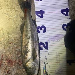 フッコ（マルスズキ）