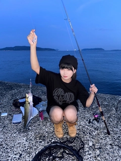サゴシの釣果