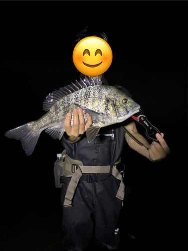 クロダイの釣果