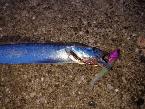 タチウオの釣果