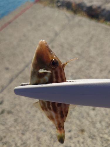 カワハギの釣果