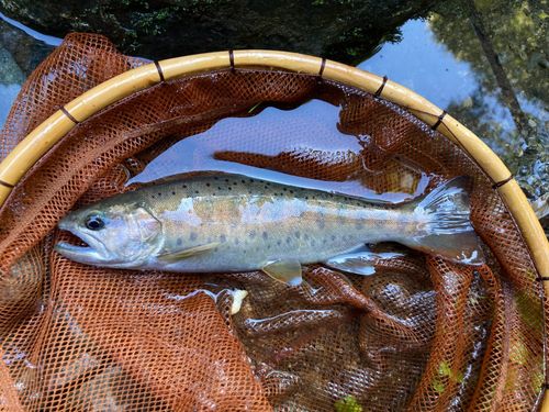 ヤマメの釣果