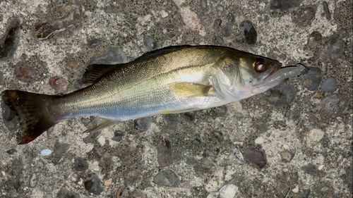 衣浦湾