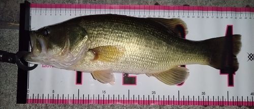 ブラックバスの釣果
