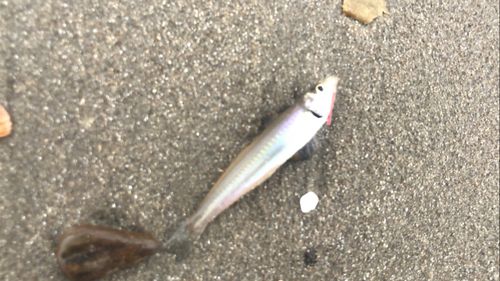 三河湾