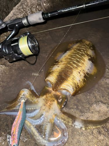 アオリイカの釣果